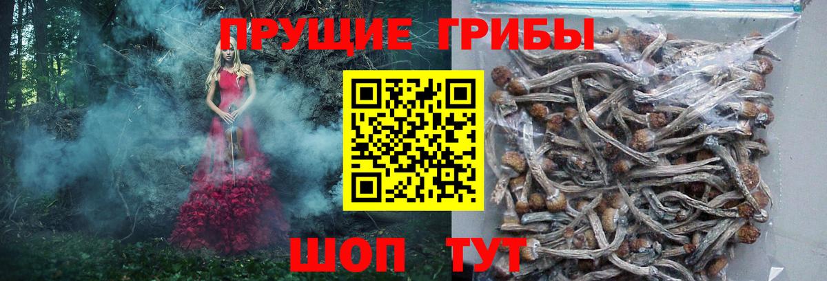 Галлюциногенные грибы ЛСД  Вход с VPN  Пугачёв  Галлюциногенные грибы прущие грибы 